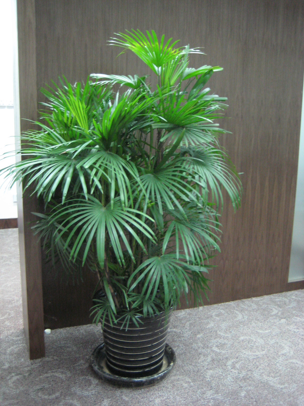 【成都植物租擺】棕竹